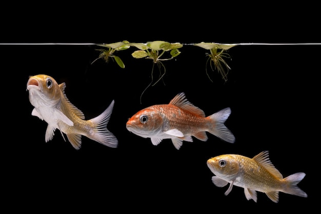 poisson koi nageant sous l'eau sur fond sombre