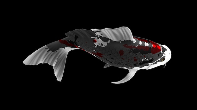 Poisson koi de rendu 3D coloré avec des motifs de couleur noir blanc et rouge et une vue latérale