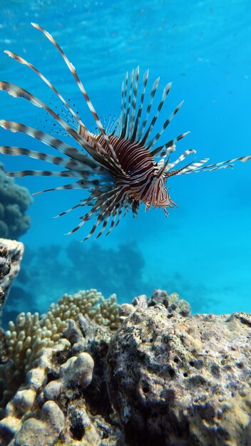 Poisson lion dans la mer Rouge dans une eau bleue claire à la recherche de nourriture.