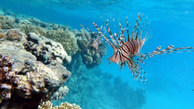 Poisson lion dans la mer Rouge dans une eau bleue claire à la recherche de nourriture.