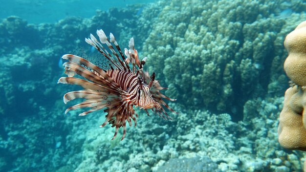 Un poisson-lion nage dans l'océan en Egypte.