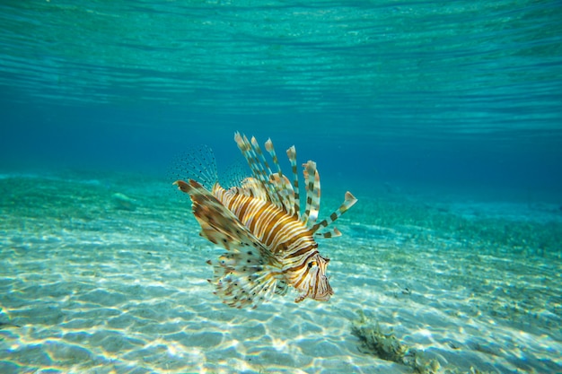 Poisson lion nageant sous l'eau