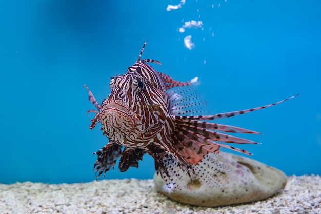 Le poisson lion rouge dans l'eau sur fond bleu