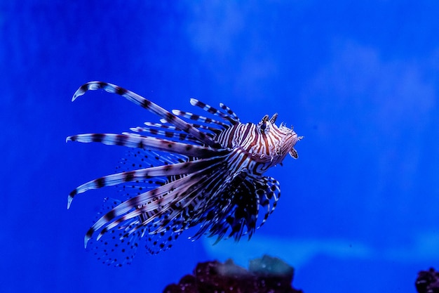 Poisson Lionfish Zebra Pterois volitans