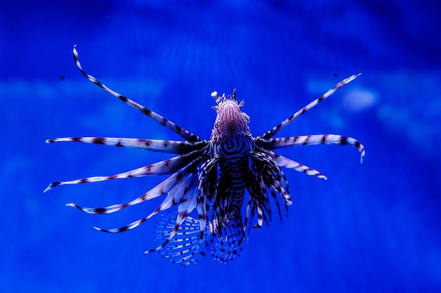 Poisson Lionfish Zebra Pterois volitans