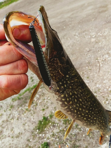 Photo poisson à la main coupé