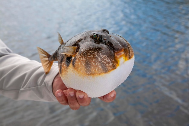 Poisson à la main coupé