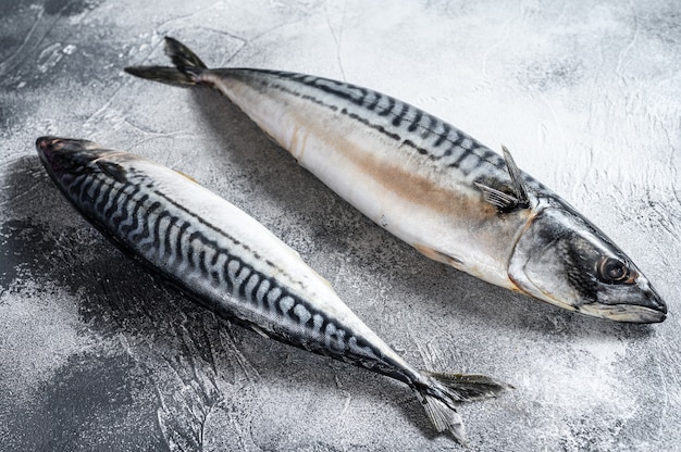 Poisson maquereau. Fruits de mer frais.