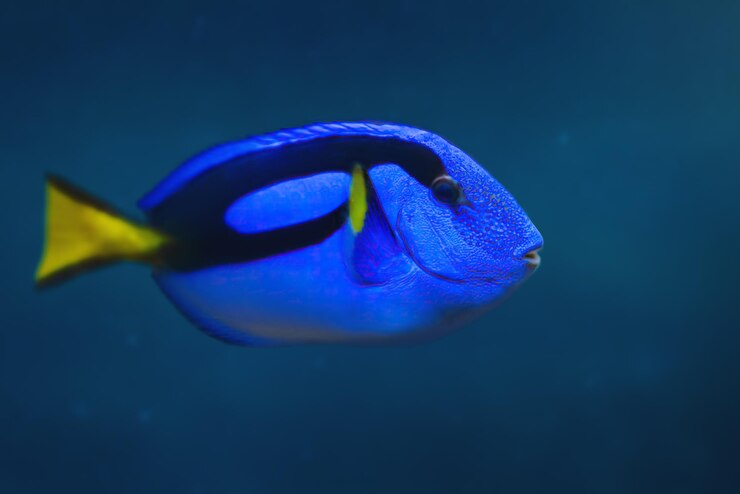 Photo poisson de mer de l'espèce royal blue tang paracanthurus hepatus