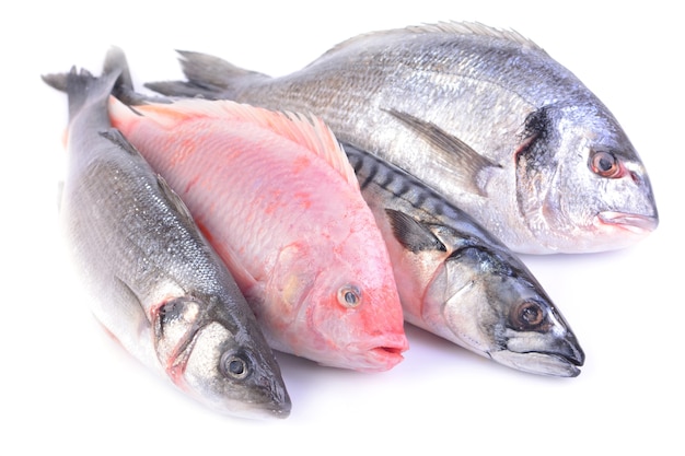 Poisson de mer sur fond blanc