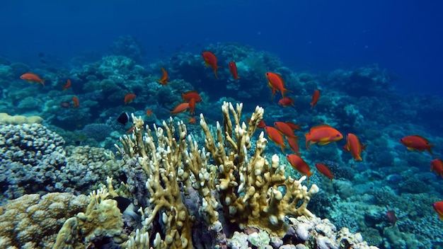 Poisson - Mer Goldie. Les antias les plus courants de la mer Rouge.