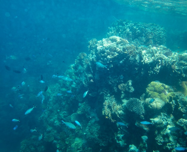 poisson de mer près de corail sous l'eau