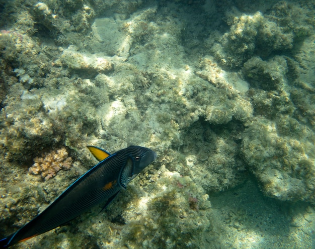 poisson de mer près de corail sous l'eau