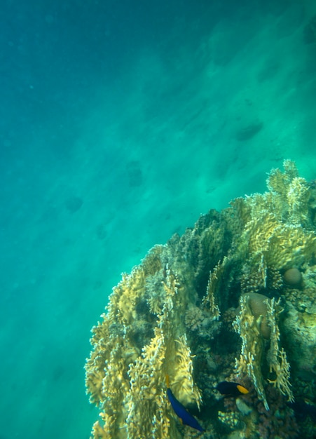 poisson de mer près du corail, fond d'été sous-marin