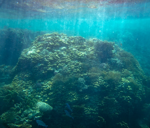 poisson de mer près de fond d'été sous-marin corail