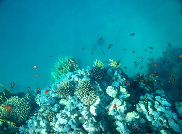 poisson de mer près de fond d'été sous-marin de corail