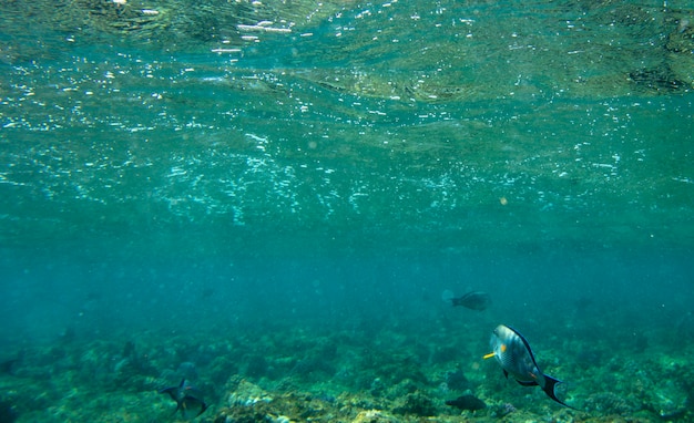 poisson de mer près de fond d'été sous-marin de corail