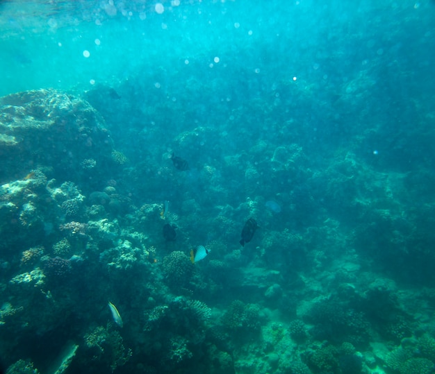 poisson de mer près de fond d'été sous-marin de corail