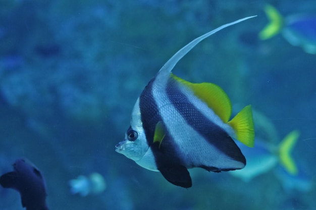 Poisson de mer rayé blanc noir zébré