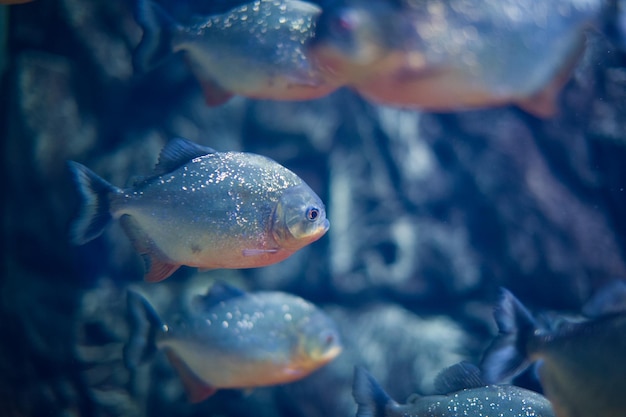 Poisson de mer