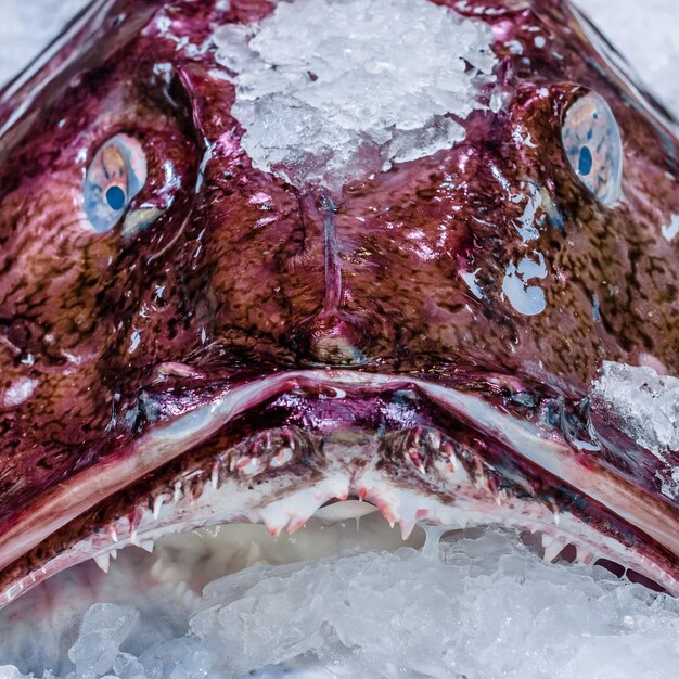 Photo poisson moine dans un stand de fruits de mer au marché au poisson