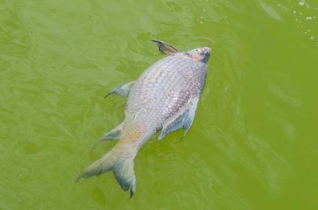 Poisson mort flottant dans l&#39;eau