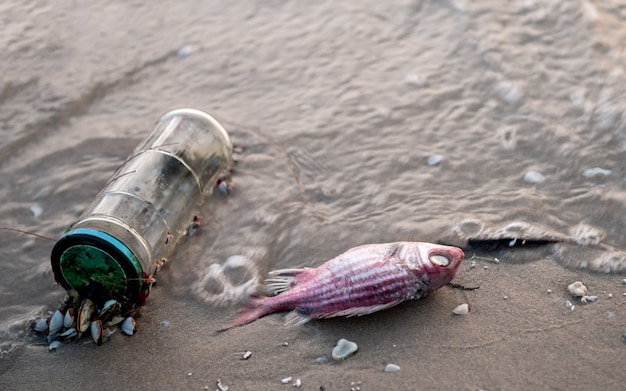 Poisson de la mort sur la plage.