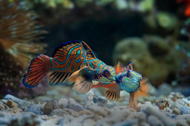 Un poisson avec un motif bleu et vert sur son corps