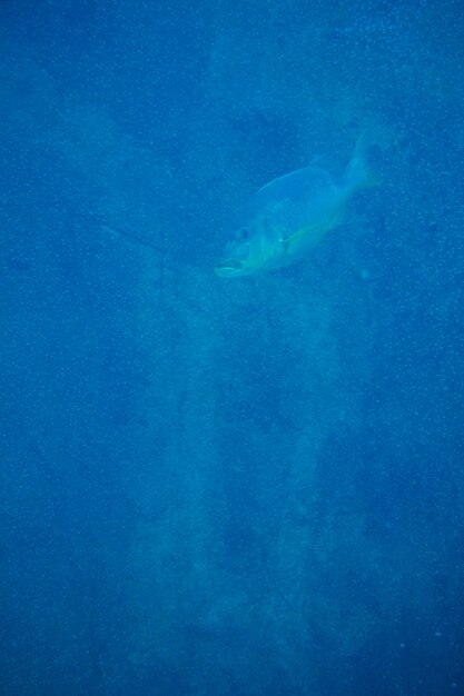 Poisson nageant dans l&#39;eau la plus sombre