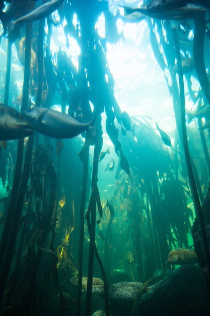 Poisson nageant dans une eau verte