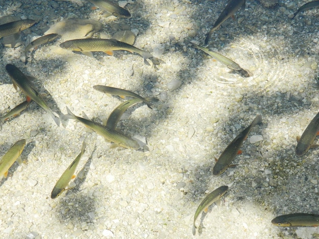 Photo poisson nageant dans l'étang