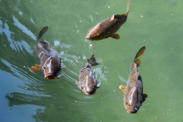 Poisson nageant dans un étang