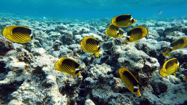 Poisson nageant dans l'océan