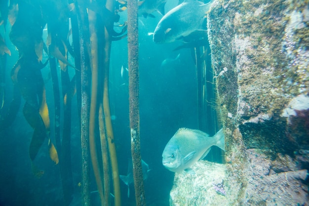 Poisson nageant dans un réservoir avec des algues