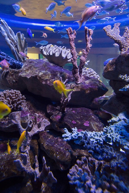 Poisson nageant dans un réservoir avec du corail à l&#39;aquarium