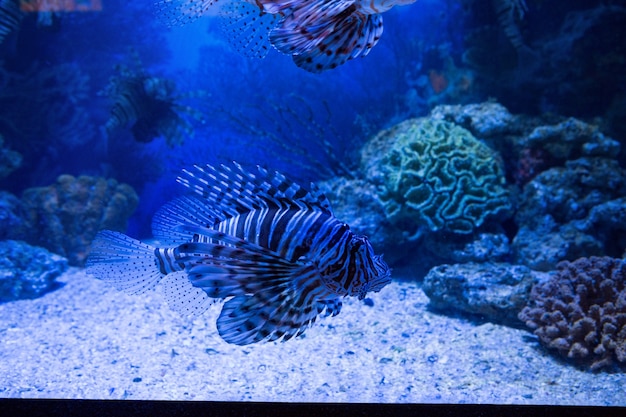 Poisson nageant dans un réservoir avec du corail