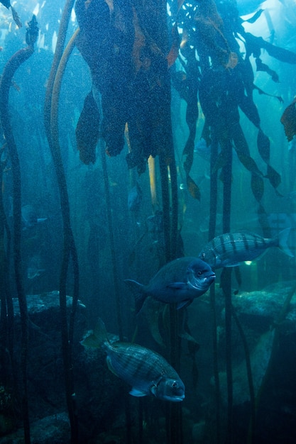 Poisson nageant dans un réservoir le plus sombre avec des algues