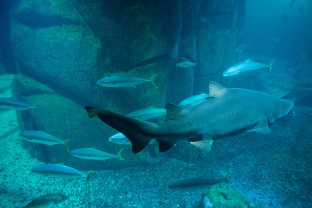 Poisson nageant dans le réservoir