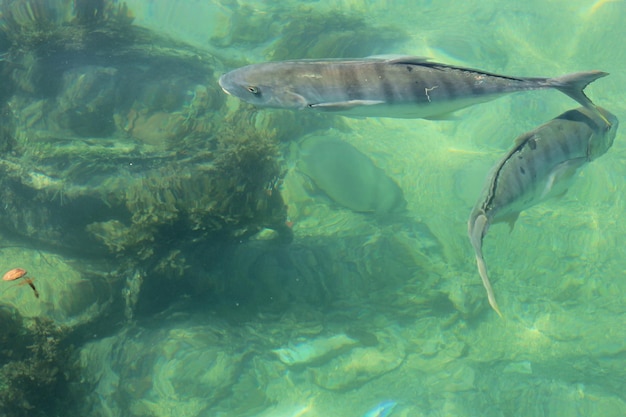 Poisson nageant entre le corail dans l'océan avec de l'eau verte