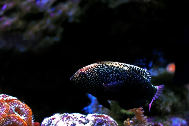 Poisson napoléon noir - Macropharyngodon negrosensis