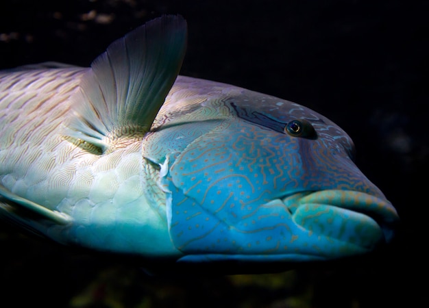 Poisson Napoléon