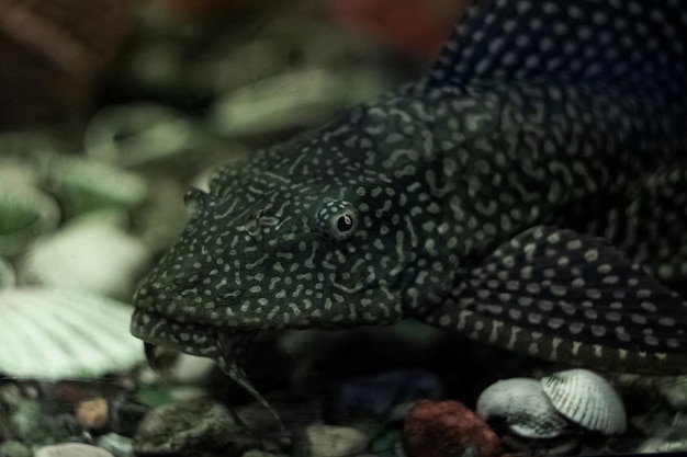 Poisson noir en gros plan d'eau sombre dans un aquarium