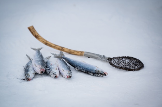 Poisson Omul du lac Baïkal en hiver