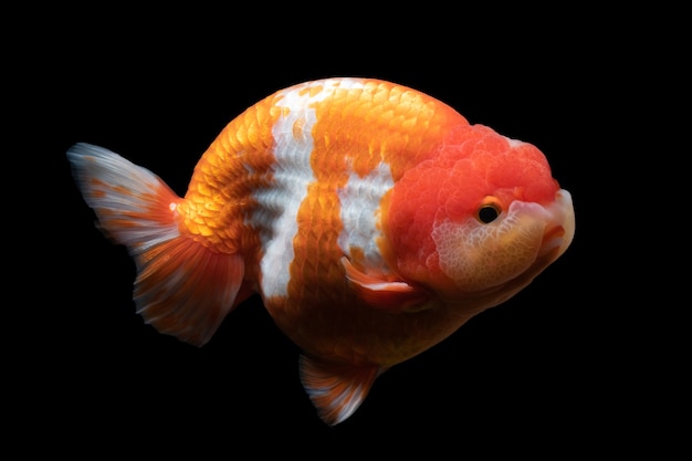 Photo poisson d'or, animal de compagnie dans la culture asiatique japon et chine, pour chanceux en traditionnel