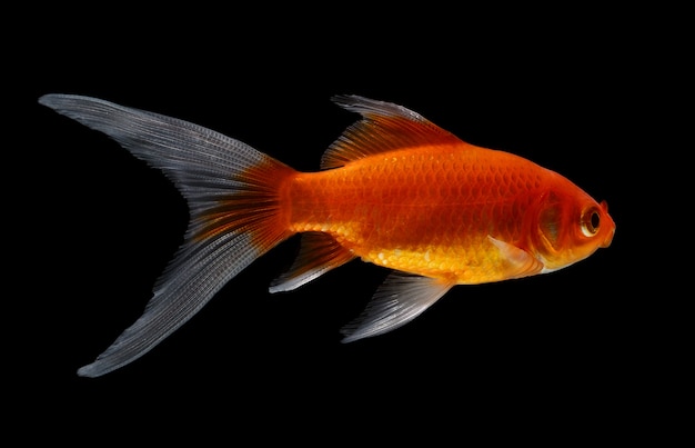 Poisson d'or isolé sur un espace noir