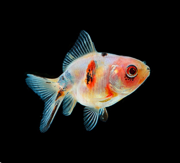 Poisson d'or isolé sur fond noir