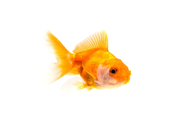 Poisson d'or ou poisson rouge nageant isolé sur fond blanc.