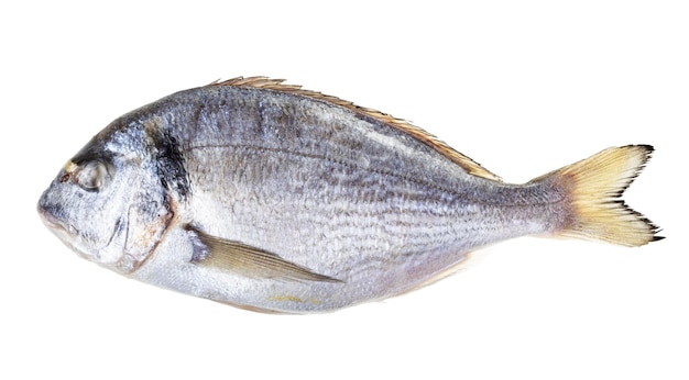 Poisson orata entier congelé isolé sur blanc