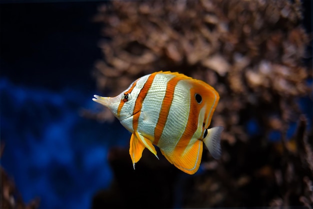 Photo poisson papillon à bande de cuivre chelmon rostratus