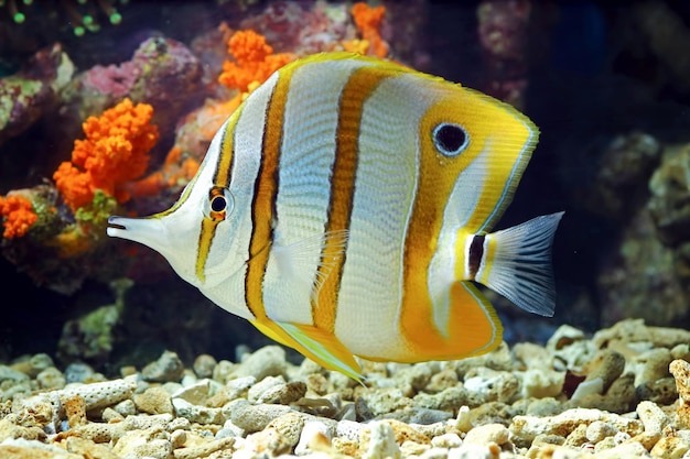 Poisson-papillon à bande cuivrée Chelmon rostratus Poisson marin De beaux poissons sur les fonds marins et les récifs coralliens